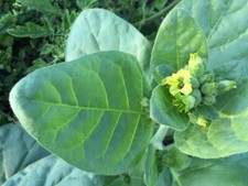 Tobacco mapacho plug for sale  LEICESTER