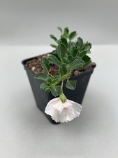 Sarcocaulon vanderietiae rare usato  Monterosso Almo