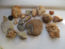 Shell coral fossils for sale  SALISBURY