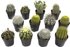 Assorted cactus collection for sale  Wilmington