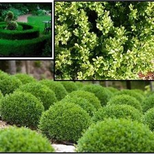 Green velvet boxwood for sale  Covington