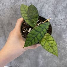 Hoya callistophylla rooted for sale  Charlotte