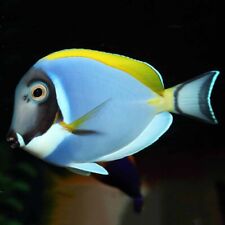 Powder blue tang for sale  BASINGSTOKE