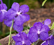 Vanda rothschildiana blue for sale  SANDBACH