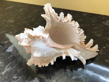 Sea shell for sale  WORTHING