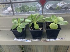 primula plants for sale primula plants for sale HORNCASTLE