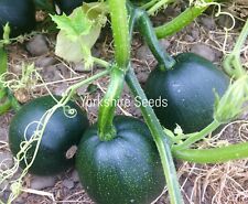 15x squash little for sale  DEWSBURY