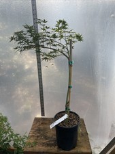 Ryusen japanese maple for sale  North Augusta