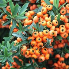 Pianta pyracantha nana usato  Italia