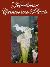 Large sarracenia leucophylla for sale  USA