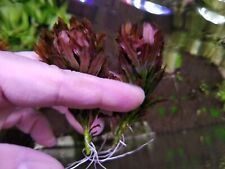 Ludwigia mini sphaerocarpa for sale  Bellerose