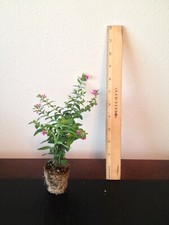 Mexican heather live for sale  Jacksonville Beach