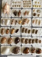 Lot coquillages mer d'occasion  Casteljaloux