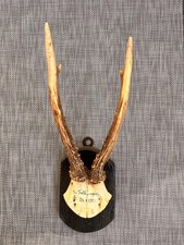 Rehkopf rehschädel rehgeweih gebraucht kaufen  Northeim