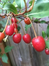 Four goumi cuttings for sale  Redmond