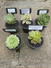 Aeonium collection postage for sale  SHEFFIELD