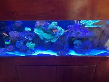 Gallon beautiful mature for sale  Sherman Oaks