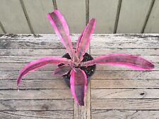 Cryptanthus red baron for sale  Homestead