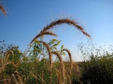 500 canadian rye for sale  Massillon