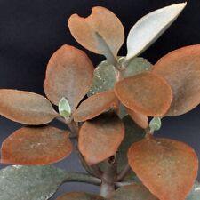 Copper spoons orgyyalis for sale  Long Beach