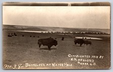 Buffaloes water hole for sale  Athens