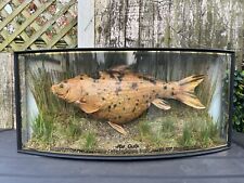 .j.hall cased taxidermy for sale  ROMFORD