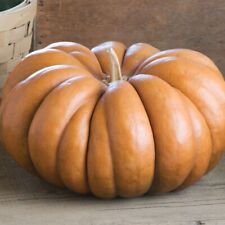 Musque province pumpkin for sale  Kennett Square