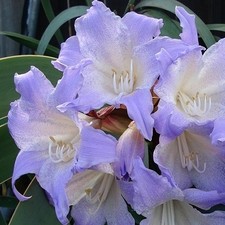 house plants amaryllis for sale  San Francisco