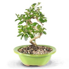 Fukien tea bonsai for sale  Denver