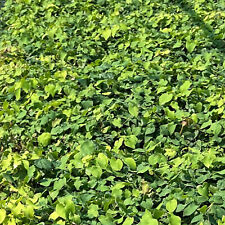 Elfenblume epimedium frohnleit gebraucht kaufen  Mönchengladbach