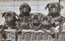 Dog pug black for sale  Lake Villa