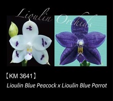 Original phal phalaenopsis for sale Original phal phalaenopsis for sale  Boca Raton