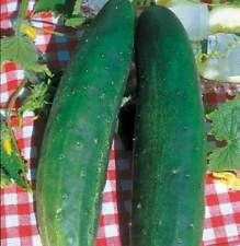 Graines concombre vert d'occasion  Guipavas