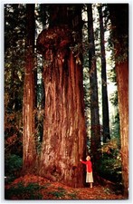 Monarch forest giant for sale  South Bend