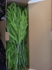 Pcs christmas pine for sale  Olive Hill