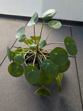 Pilea peperomioides pfannkuche gebraucht kaufen  Düsseldorf