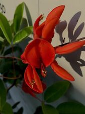 Eritrina erythrina crista usato  Italia