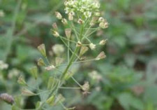 Capsella bursa pastoris d'occasion  Paris II