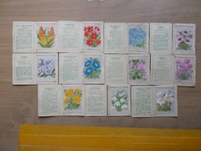 Kensitas flowers for sale  REDCAR