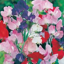 Sweet pea flower usato  Spedire a Italy