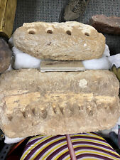 Large mosasaur dinosaur for sale  Largo