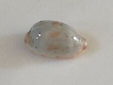 Conchiglia shell cypraea usato  Piombino