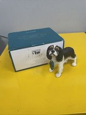 cavalier king charles spaniel for sale cavalier king charles spaniel for sale ASHFORD