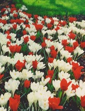 Blumenzwiebel paket rot gebraucht kaufen  Petersberg, Wettin-Löbejün