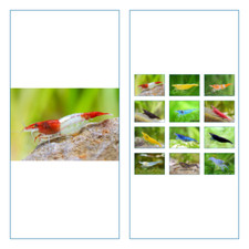 Crevette neodaridina rili d'occasion  Krautergersheim