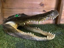 Large reptile head for sale  SITTINGBOURNE