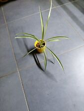 Plants plante araignée d'occasion  Montbronn