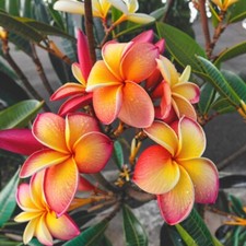 Pink yellow red for sale  Ravensdale