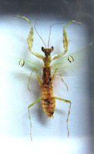 Echter blüten mantis gebraucht kaufen  Bielefeld