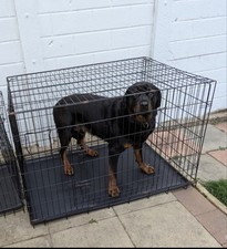 Extra large dog for sale  DERBY